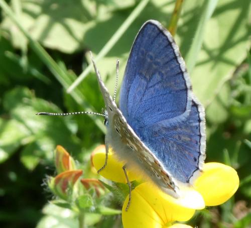 Réf. 214 077 : Polyommatus bellargus